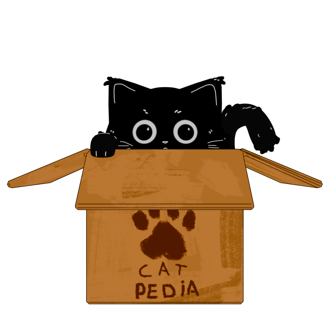 un chat dans un carton