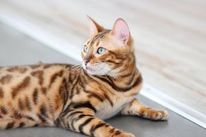 Bengal