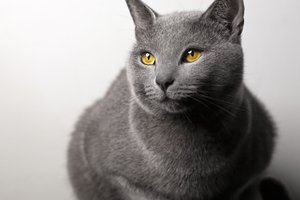 Chartreux