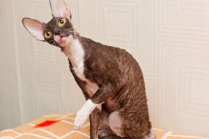 Cornish Rex