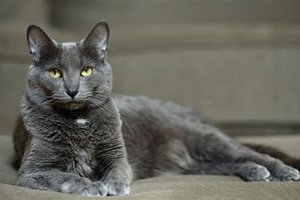 Korat