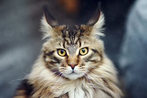 Maine Coon