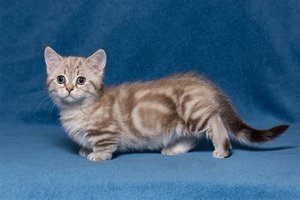 Munchkin
