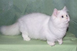 Napoleon