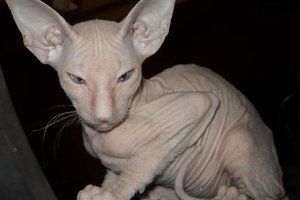 Peterbald