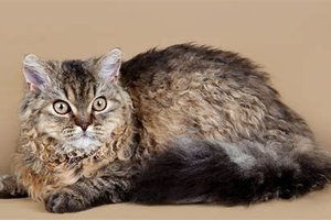 Selkirk Rex