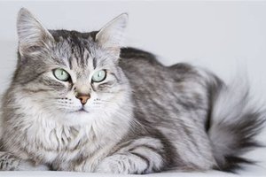 Sibérien