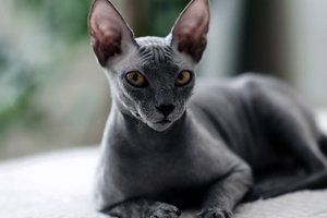 Sphynx